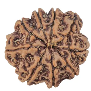 9 Mukhi Rudraksha 25.2mm 5.63gm - Rudraksha back