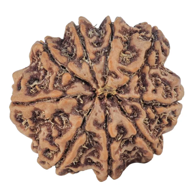 9 Mukhi Rudraksha 25.2mm 5.63gm - Rudraksha back
