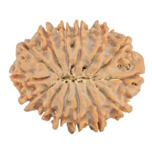 14 Mukhi Rudraksha 28.8mm 5.25gm - Rudraksha back