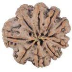 9 Mukhi Rudraksha 26.2mm 5gm - Rudraksha back