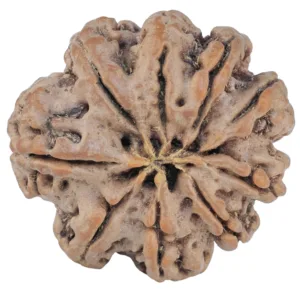 9 Mukhi Rudraksha 26.2mm 5gm - Rudraksha back
