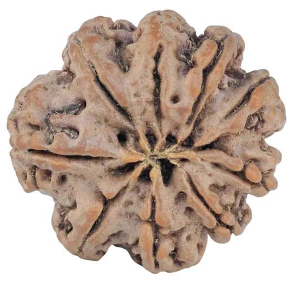 9 Mukhi Rudraksha 26.2mm 5gm - Rudraksha back