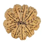 9 Mukhi Rudraksha 32.4mm 8.45gm - Rudraksha back