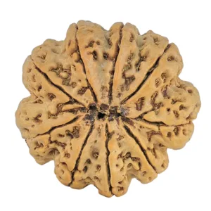 9 Mukhi Rudraksha 32.4mm 8.45gm - Rudraksha back