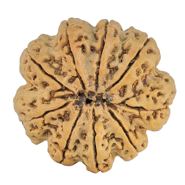 9 Mukhi Rudraksha 32.4mm 8.45gm - Rudraksha back