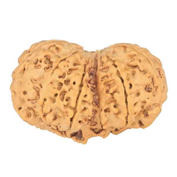 10 Mk Gaurishankar 38.7mm 8.52gm - Rudraksha back