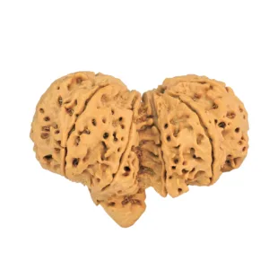 11 MK Gaurishankar 44.5mm 9.85gm - Rudraksha back