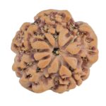 1MK(Underdeveloped) 22.9mm 3.74gm - Rudraksha back