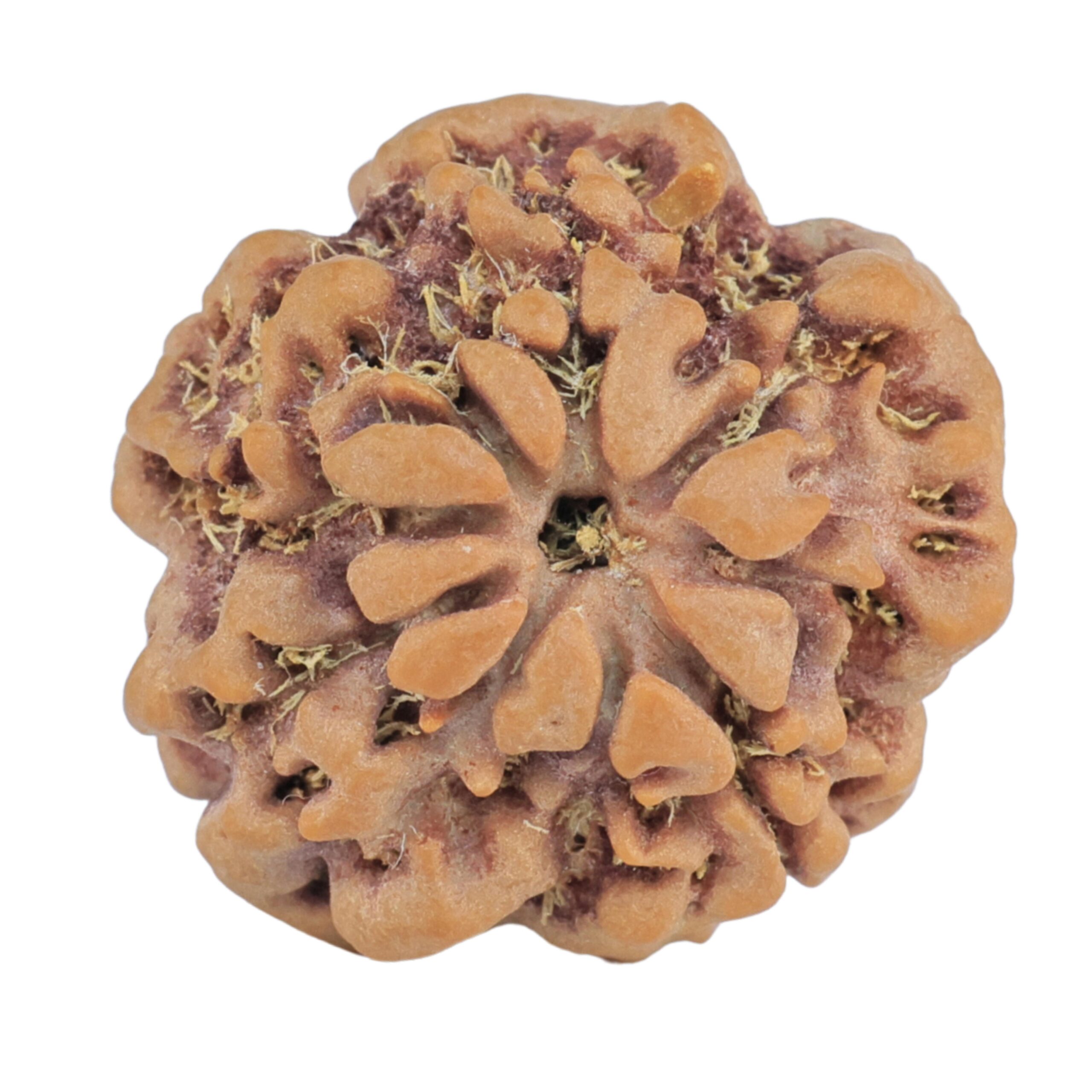 1MK(Underdeveloped) 22.9mm 3.74gm - Rudraksha back