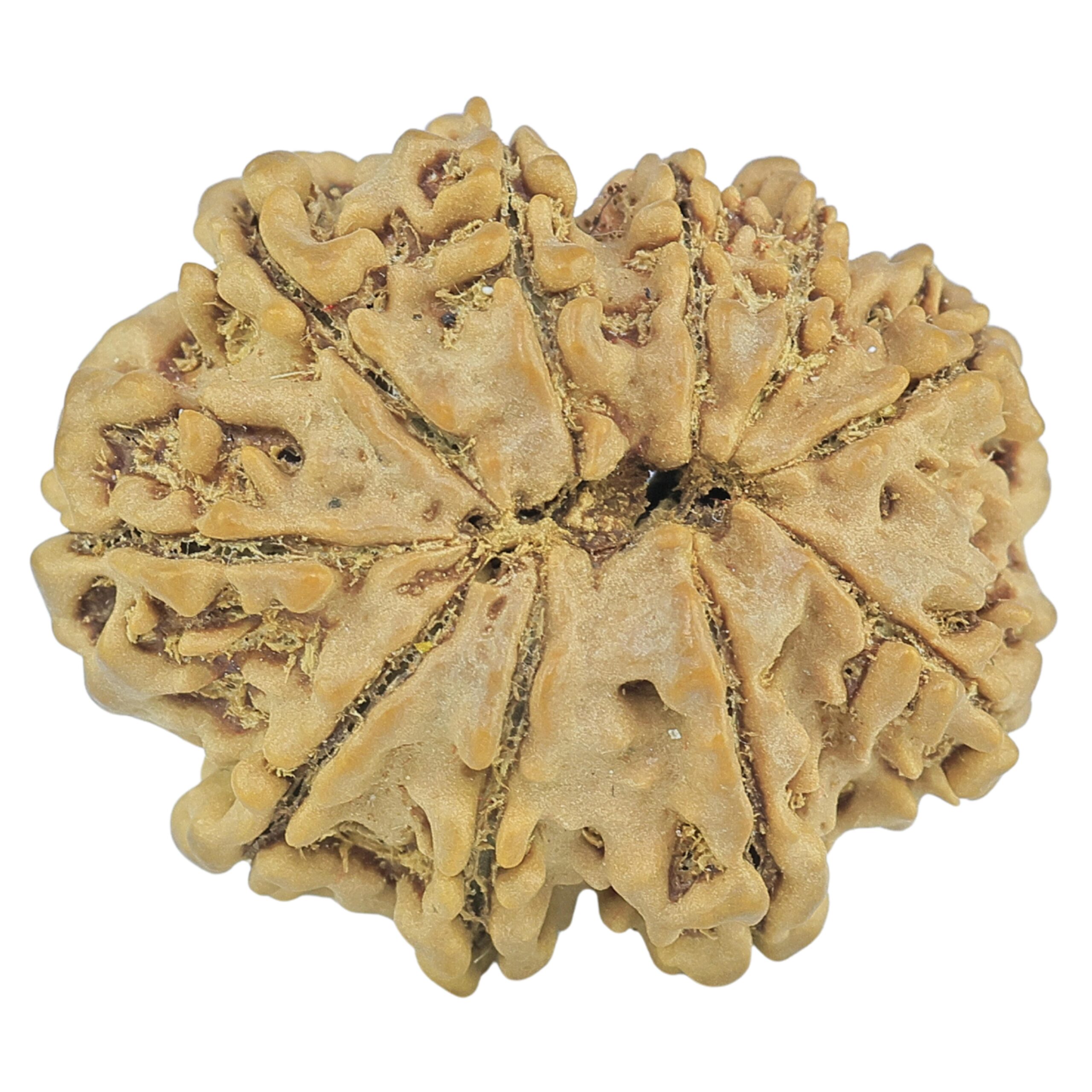 10 Mukhi Rudraksha 27.6mm 4.56gm - Rudraksha back