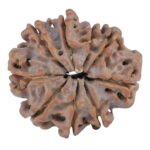 9 Mukhi Rudraksha 25.8mm 5.14gm - Rudraksha back