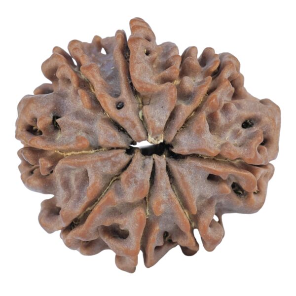 9 Mukhi Rudraksha 25.8mm 5.14gm - Rudraksha back