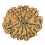 10 Mukhi Rudraksha 24.7mm 3.24gm - Rudraksha back
