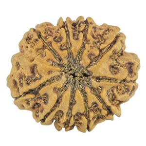 10 Mukhi Rudraksha 24.7mm 3.24gm - Rudraksha back