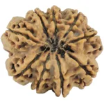 9 Mukhi Rudraksha 31.6mm 8gm - Rudraksha back