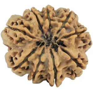 9 Mukhi Rudraksha 31.6mm 8gm - Rudraksha back