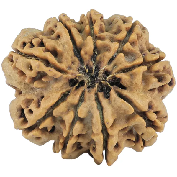 9 Mukhi Rudraksha 31.6mm 8gm - Rudraksha back