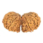 11 MK Gaurishankar 40.4mm 6.68gm - Rudraksha back