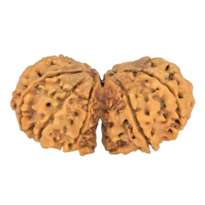 11 MK Gaurishankar 40.4mm 6.68gm - Rudraksha back