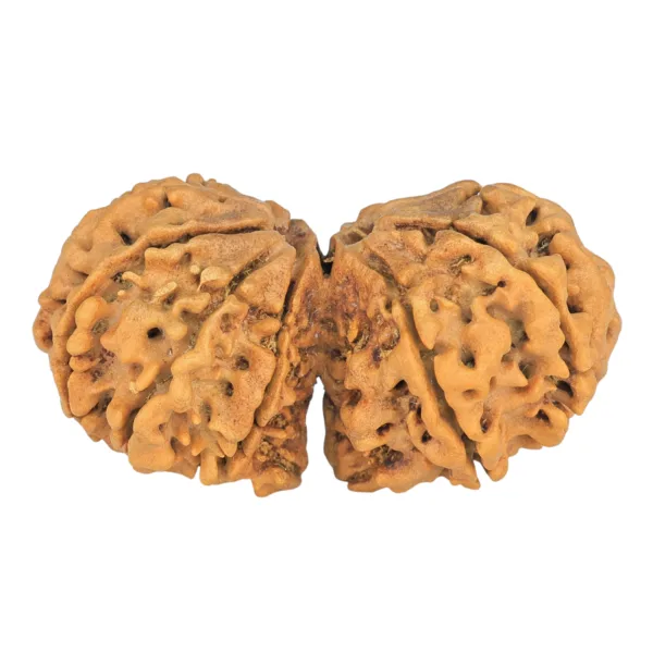 11 MK Gaurishankar 40.4mm 6.68gm - Rudraksha back