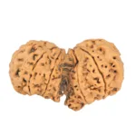 10 Mk Gaurishankar 40.5mm 8.69gm - Rudraksha back