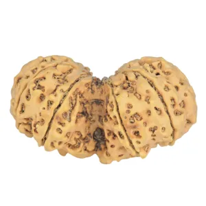 9 MK Gaurishankar 46mm 10.67gm - Rudraksha back