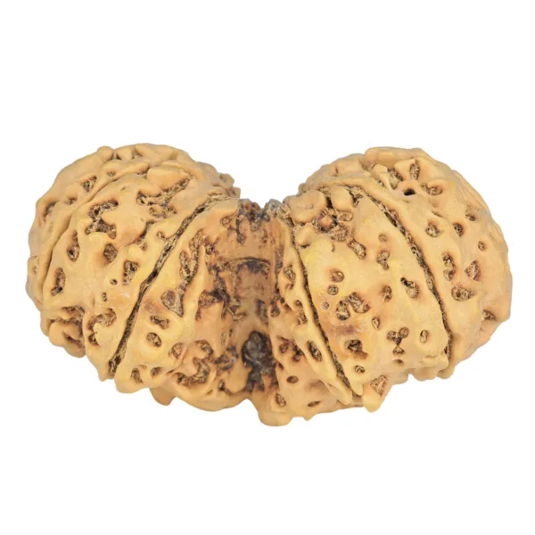 9 MK Gaurishankar 46mm 10.67gm - Rudraksha back