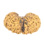 11 MK Gaurishankar 42.9mm 7.36gm - Rudraksha back