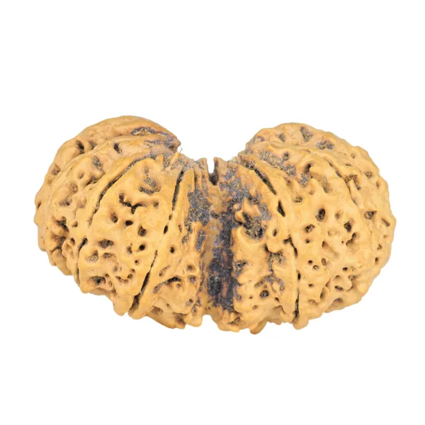 11 MK Gaurishankar 42.9mm 7.36gm - Rudraksha back
