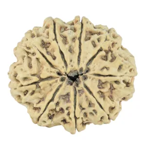 9 Mukhi Rudraksha 31.8mm 3.87gm - Rudraksha back