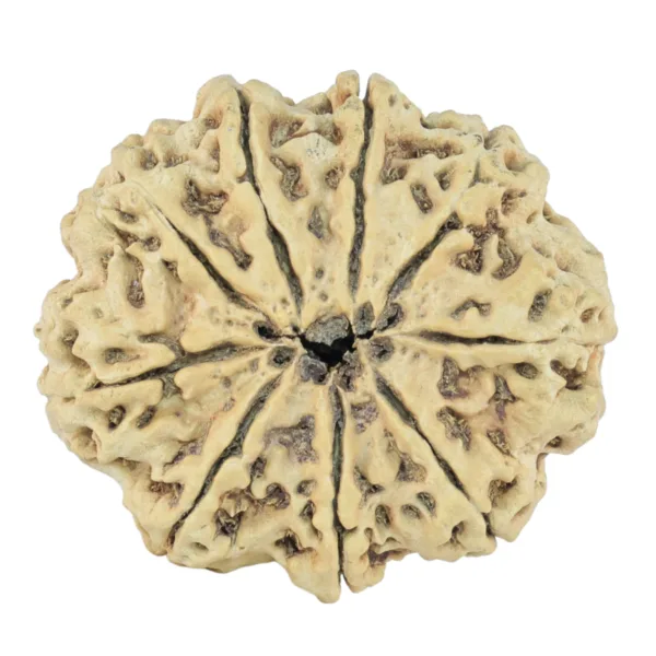 9 Mukhi Rudraksha 31.8mm 3.87gm - Rudraksha back