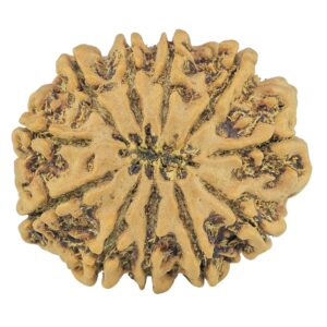 11 Mukhi Rudraksha 30mm 6.54gm - Rudraksha back