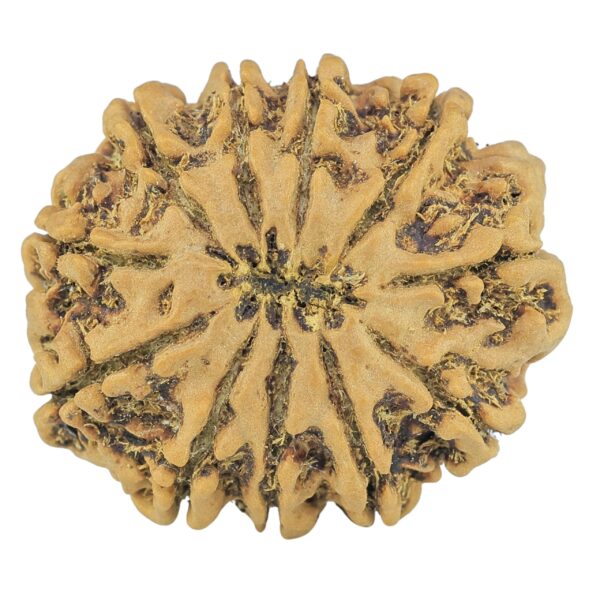 11 Mukhi Rudraksha 30mm 6.54gm - Rudraksha back