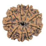 9 Mukhi Rudraksha 27.1mm 5.33gm - Rudraksha back