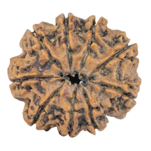 9 Mukhi Rudraksha 27.1mm 5.33gm - Rudraksha back