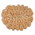 16 Mukhi Rudraksha 37.9mm 10.44gm - Rudraksha back