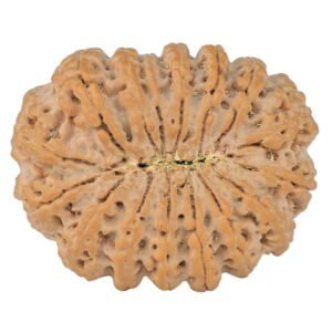 16 Mukhi Rudraksha 37.9mm 10.44gm - Rudraksha back