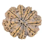 9 Mukhi Rudraksha 30.5mm 5.66gm - Rudraksha back