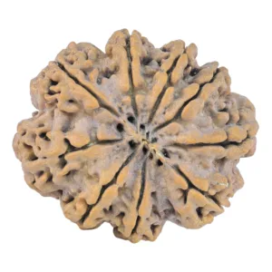 9 Mukhi Rudraksha 30.5mm 5.66gm - Rudraksha back