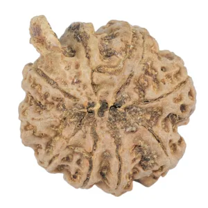 9 Mukhi Ganesh 23.4mm 4gm - Rudraksha back