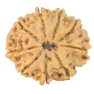 9 Mukhi Rudraksha 26.8mm 5gm - Rudraksha back