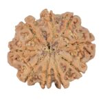 9 Mukhi Rudraksha 25.2mm 4.46gm - Rudraksha back