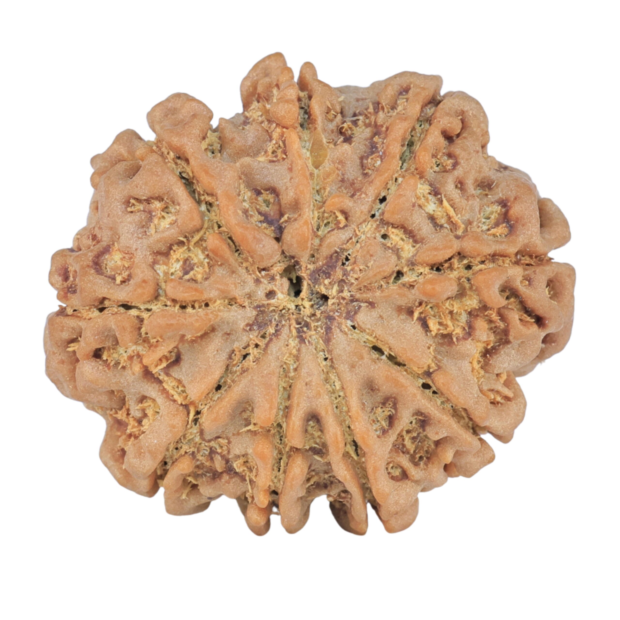 9 Mukhi Rudraksha 25.2mm 4.46gm - Rudraksha back