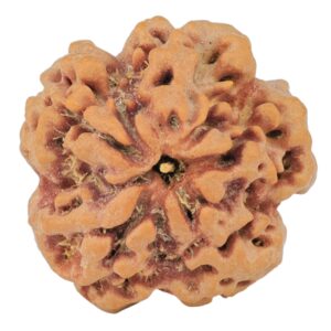 1MK(Underdeveloped) 22.6mm 3.85gm - Rudraksha back