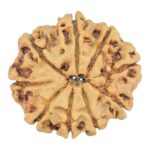 9 Mukhi Rudraksha 25.5mm 3.57gm - Rudraksha back