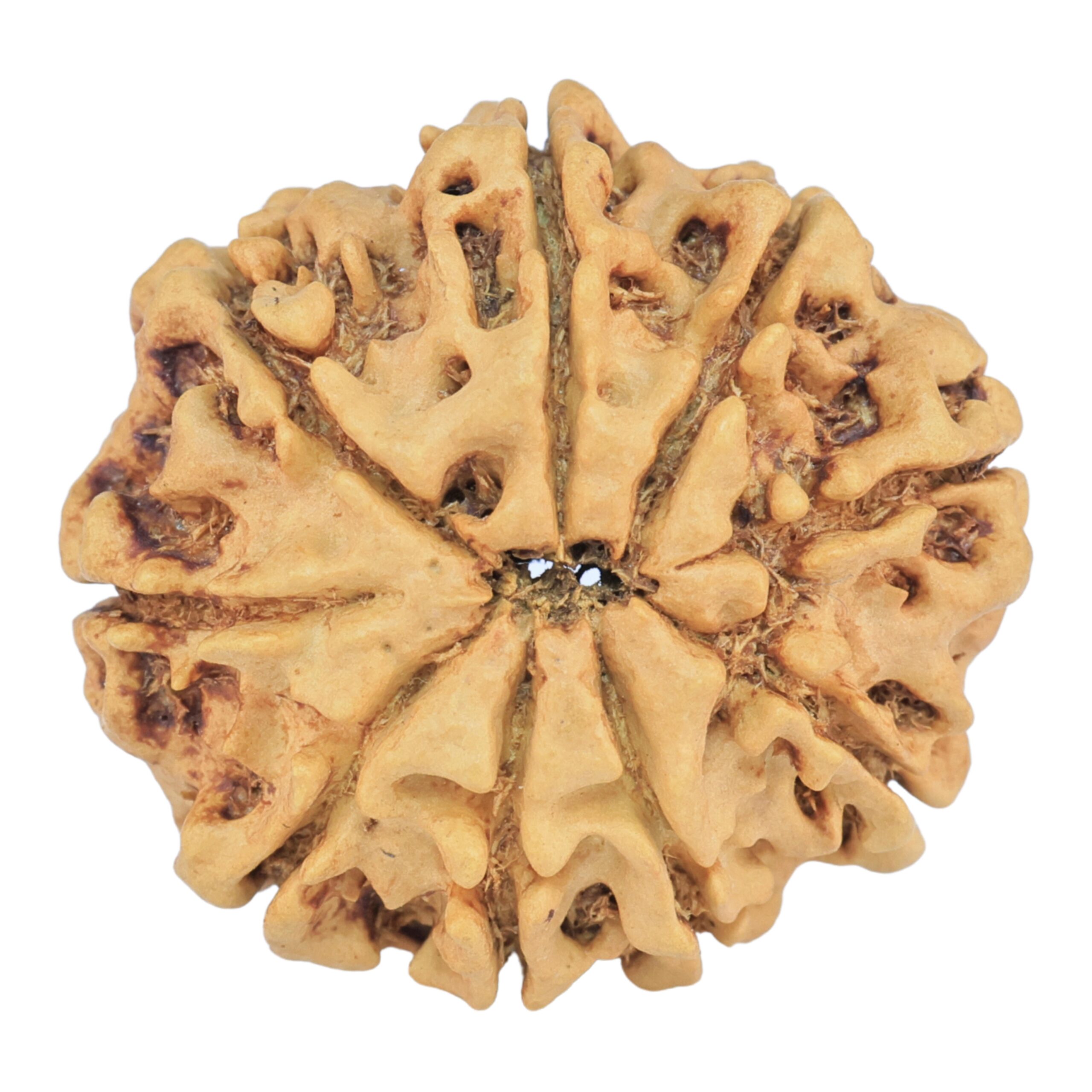 9 Mukhi Rudraksha 25.5mm 3.57gm - Rudraksha back