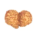 11 MK Gaurishankar 37.6mm 7.6gm - Rudraksha back