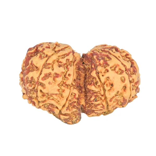 11 MK Gaurishankar 37.6mm 7.6gm - Rudraksha back