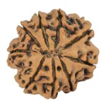 9 Mukhi Rudraksha 27.7mm 6gm - Rudraksha back