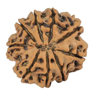 9 Mukhi Rudraksha 27.7mm 6gm - Rudraksha back
